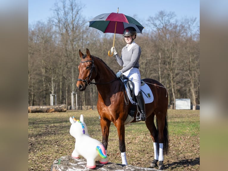 Caballo de deporte alemán Caballo castrado 4 años 168 cm Castaño in Moritzburg