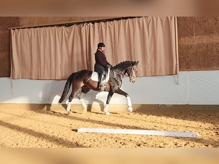 Caballo de deporte alemán Caballo castrado 4 años 168 cm Castaño oscuro in Hawangen