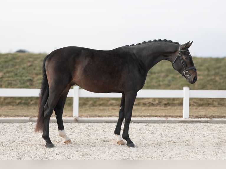 Caballo de deporte alemán Caballo castrado 4 años 168 cm Castaño oscuro in Hawangen
