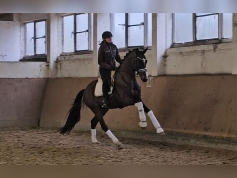 Caballo de deporte alemán Caballo castrado 4 años 168 cm Castaño oscuro in Klötze