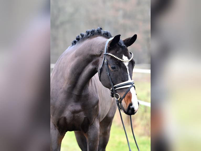 Caballo de deporte alemán Caballo castrado 4 años 168 cm Castaño oscuro in Klötze