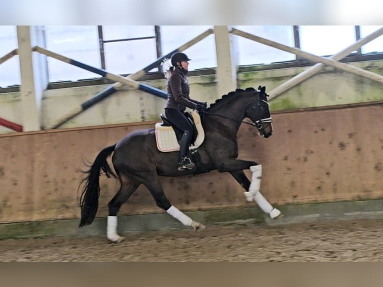 Caballo de deporte alemán Caballo castrado 4 años 168 cm Castaño oscuro in Klötze