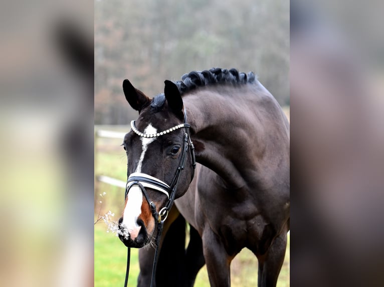 Caballo de deporte alemán Caballo castrado 4 años 168 cm Castaño oscuro in Klötze