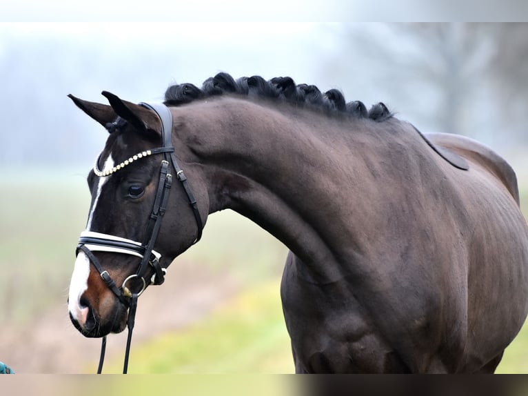 Caballo de deporte alemán Caballo castrado 4 años 168 cm Castaño oscuro in Klötze