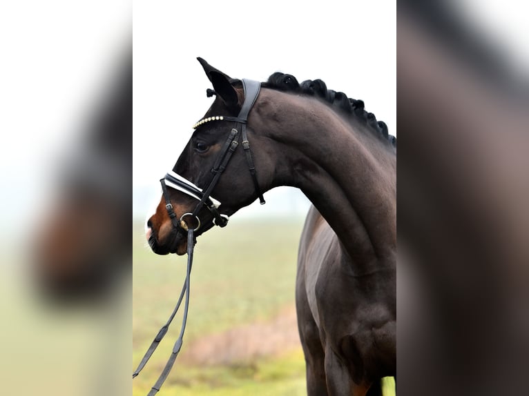 Caballo de deporte alemán Caballo castrado 4 años 168 cm Castaño oscuro in Klötze