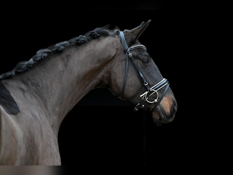 Caballo de deporte alemán Caballo castrado 4 años 168 cm Castaño oscuro in Tauberrettersheim