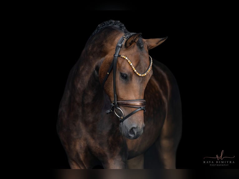 Caballo de deporte alemán Caballo castrado 4 años 168 cm Castaño oscuro in Wehringen