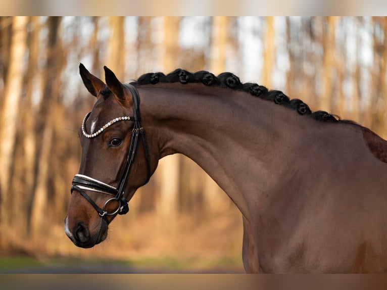 Caballo de deporte alemán Caballo castrado 4 años 168 cm Castaño oscuro in Wehringen