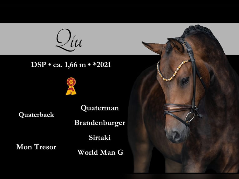 Caballo de deporte alemán Caballo castrado 4 años 168 cm Castaño oscuro in Wehringen