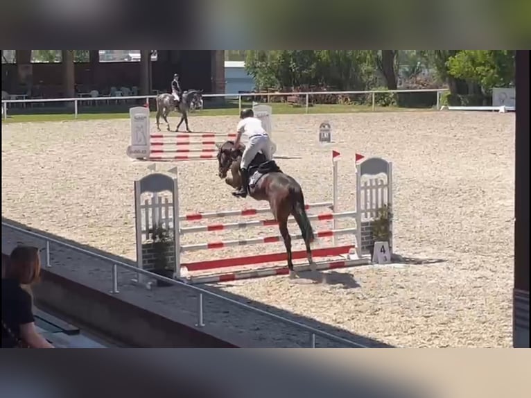 Caballo de deporte alemán Caballo castrado 4 años 168 cm Castaño oscuro in Gadow