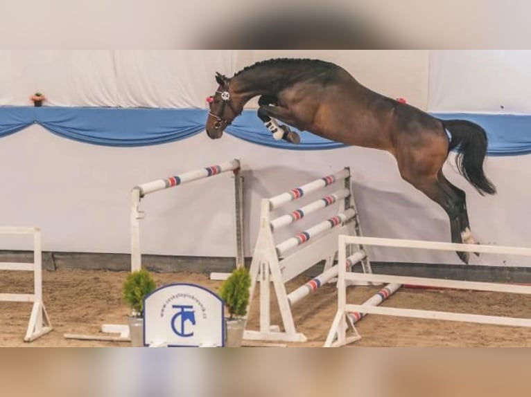 Caballo de deporte alemán Caballo castrado 4 años 168 cm Castaño oscuro in Gadow