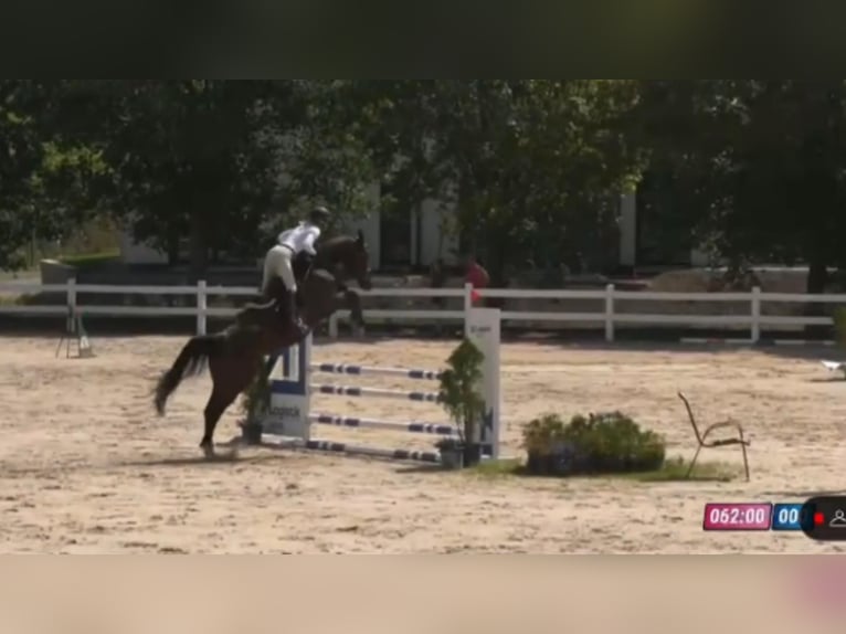 Caballo de deporte alemán Caballo castrado 4 años 168 cm Castaño oscuro in Gadow