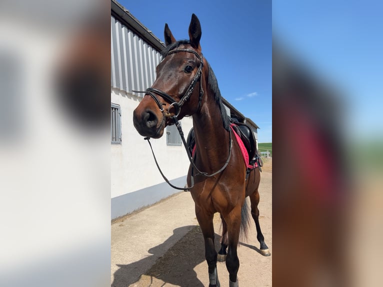 Caballo de deporte alemán Caballo castrado 4 años 168 cm Castaño oscuro in Thaleischweiler-Fröschen