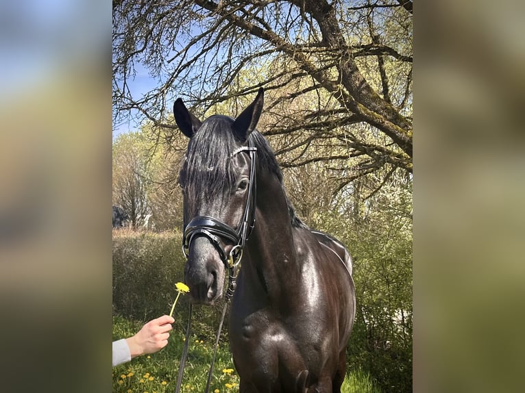 Caballo de deporte alemán Caballo castrado 4 años 168 cm Negro in Weilheim an der Teck