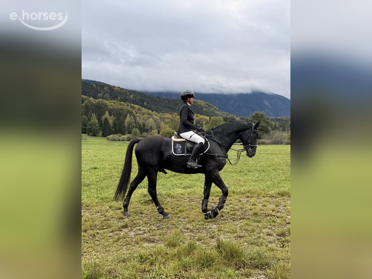 Caballo de deporte alemán Caballo castrado 4 años 168 cm Negro in Duggendorf