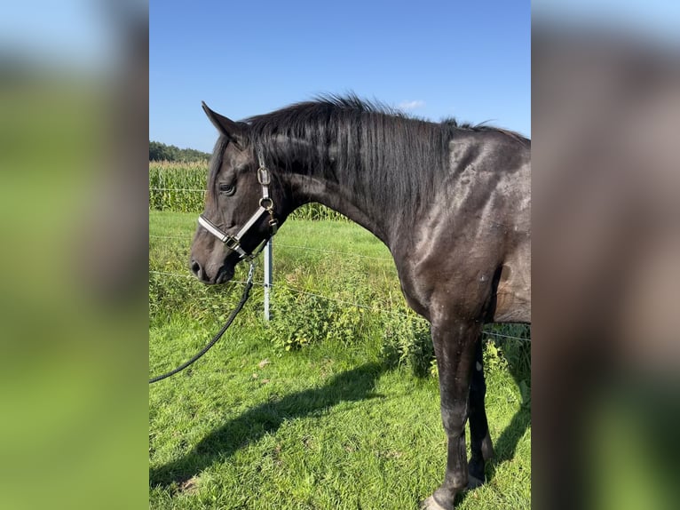 Caballo de deporte alemán Caballo castrado 4 años 168 cm Negro in Schopfloch