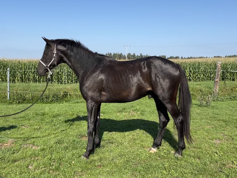 Caballo de deporte alemán Caballo castrado 4 años 168 cm Negro in Schopfloch