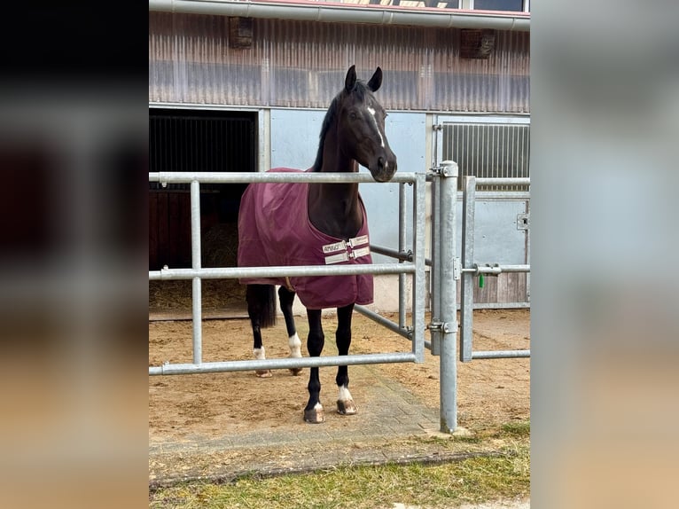 Caballo de deporte alemán Caballo castrado 4 años 168 cm Negro in Steinfeld