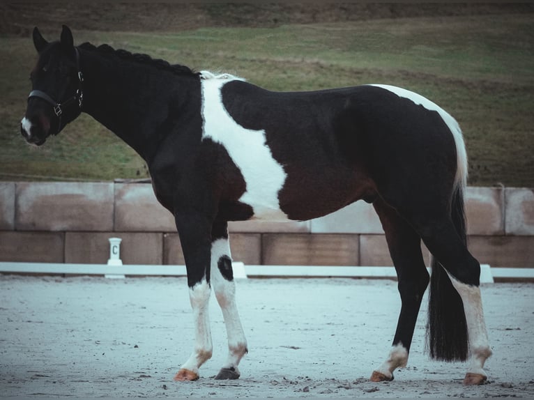 Caballo de deporte alemán Caballo castrado 4 años 168 cm Pío in Nettersheim
