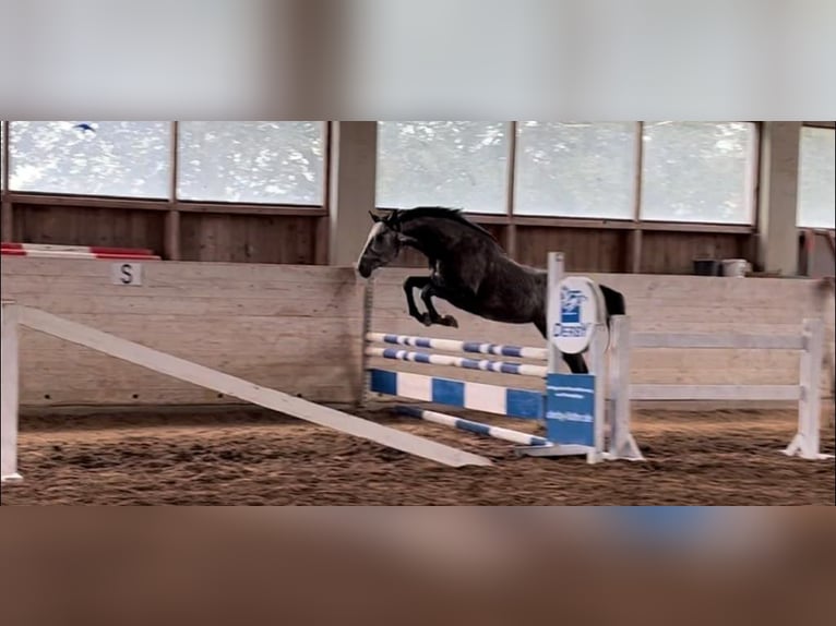 Caballo de deporte alemán Caballo castrado 4 años 168 cm Tordo in Mattsee