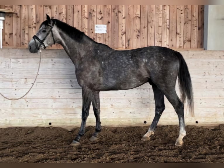 Caballo de deporte alemán Caballo castrado 4 años 168 cm Tordo in Mattsee