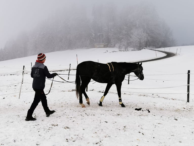 Caballo de deporte alemán Caballo castrado 4 años 168 cm Tordo in Mattsee