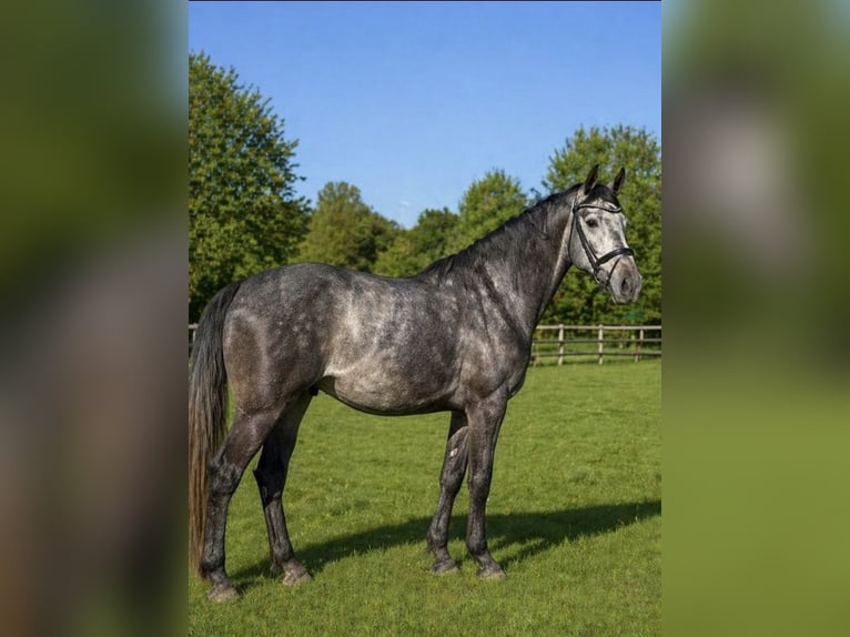 Caballo de deporte alemán Caballo castrado 4 años 168 cm Tordo rodado in Stadtlohn