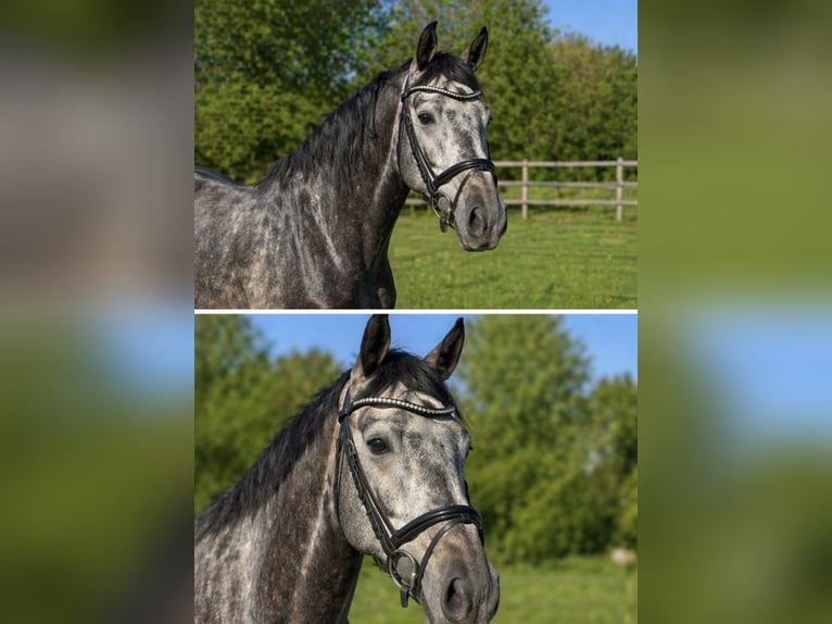 Caballo de deporte alemán Caballo castrado 4 años 168 cm Tordo rodado in Stadtlohn
