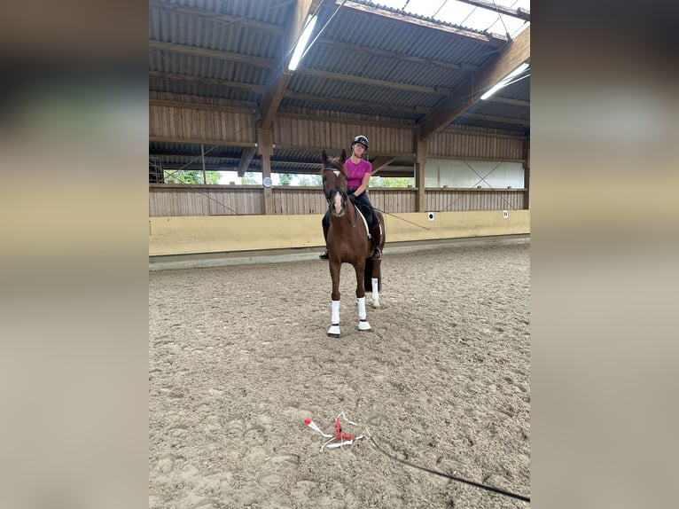 Caballo de deporte alemán Caballo castrado 4 años 169 cm Alazán in Ostrach