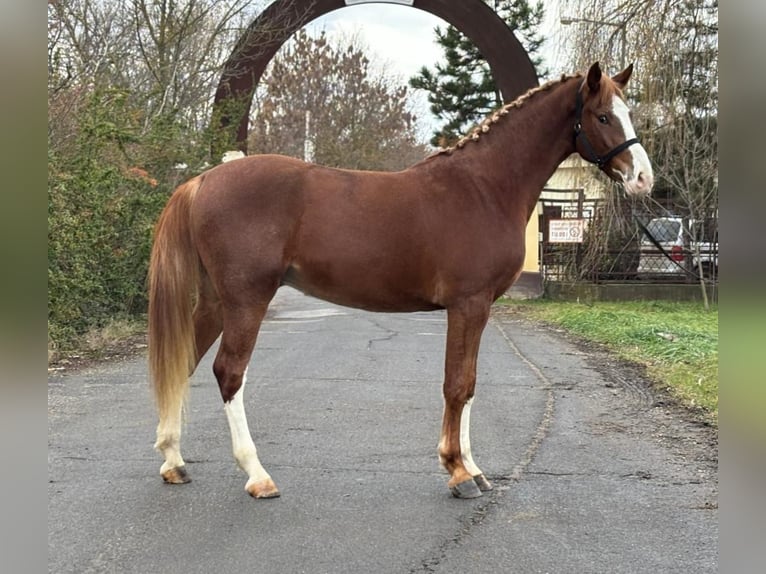 Caballo de deporte alemán Caballo castrado 4 años 169 cm Alazán-tostado in Kecskemét