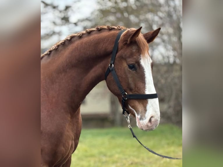 Caballo de deporte alemán Caballo castrado 4 años 169 cm Alazán-tostado in Kecskemét