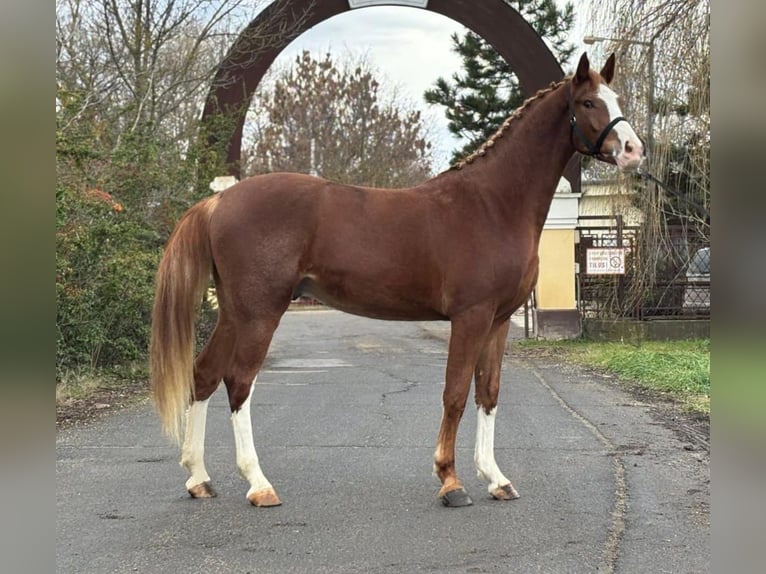 Caballo de deporte alemán Caballo castrado 4 años 169 cm Alazán-tostado in Kecskemét