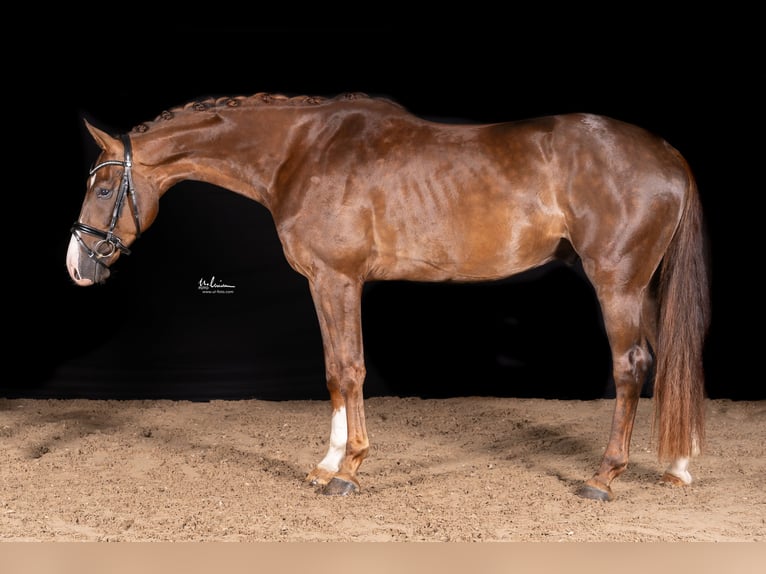 Caballo de deporte alemán Caballo castrado 4 años 169 cm Alazán-tostado in Herrenberg