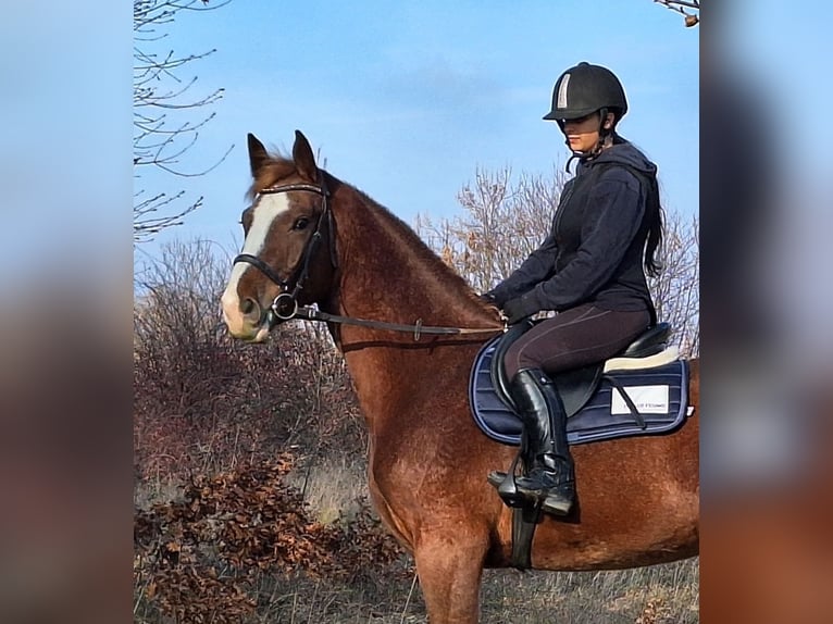 Caballo de deporte alemán Caballo castrado 4 años 169 cm Castaño claro in Kapuvár