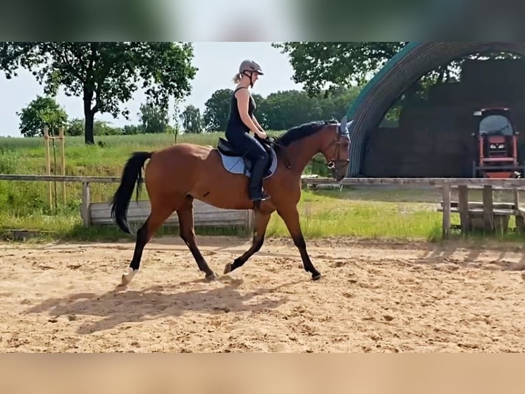 Caballo de deporte alemán Caballo castrado 4 años 169 cm Castaño claro in Zernien