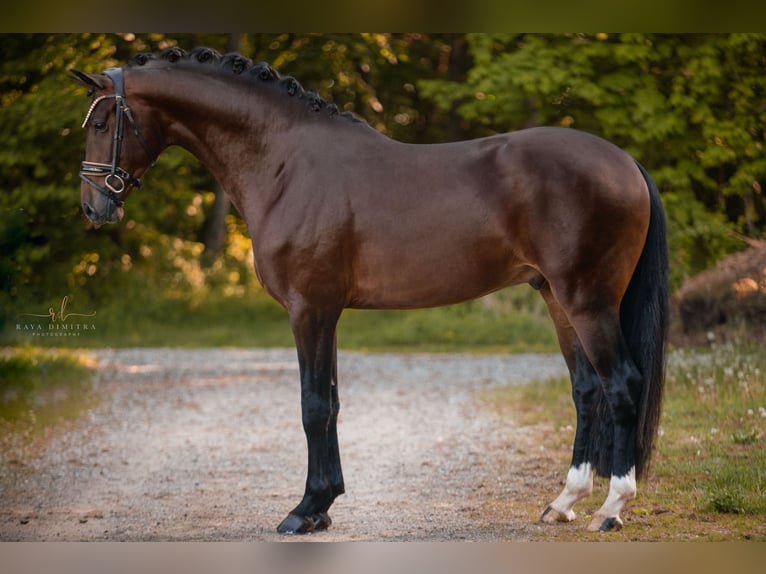 Caballo de deporte alemán Caballo castrado 4 años 169 cm Castaño oscuro in Wehringen
