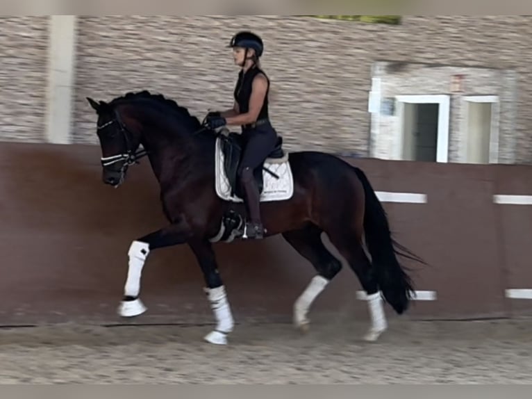 Caballo de deporte alemán Caballo castrado 4 años 169 cm Castaño oscuro in Wehringen