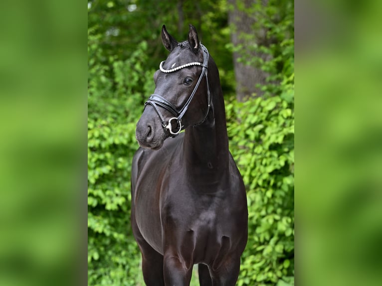 Caballo de deporte alemán Caballo castrado 4 años 169 cm Negro in Ostrach