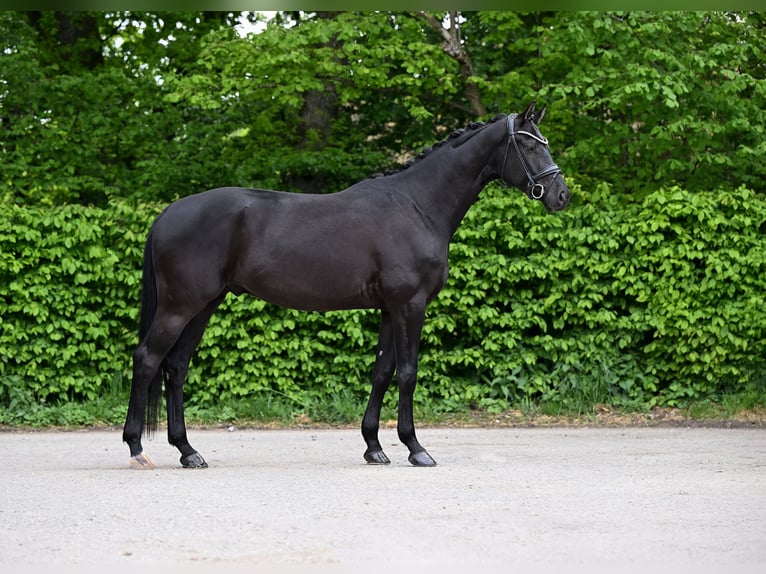 Caballo de deporte alemán Caballo castrado 4 años 169 cm Negro in Ostrach