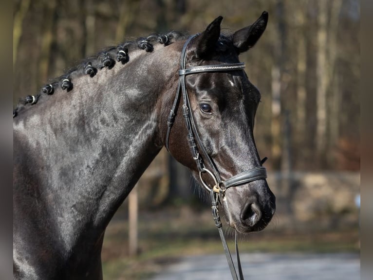 Caballo de deporte alemán Caballo castrado 4 años 169 cm Negro in Priestewitz