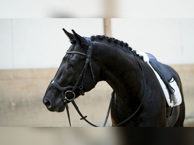 Caballo de deporte alemán Caballo castrado 4 años 169 cm Negro in Altensteig