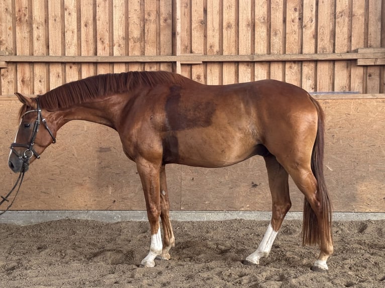 Caballo de deporte alemán Caballo castrado 4 años 170 cm Alazán in Wiesbaden