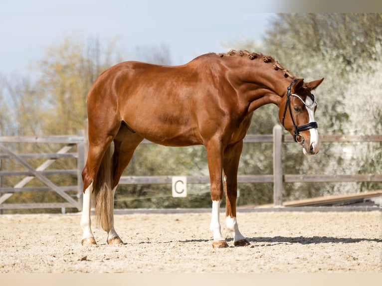 Caballo de deporte alemán Caballo castrado 4 años 170 cm Alazán in Bad Griesbach im Rottal