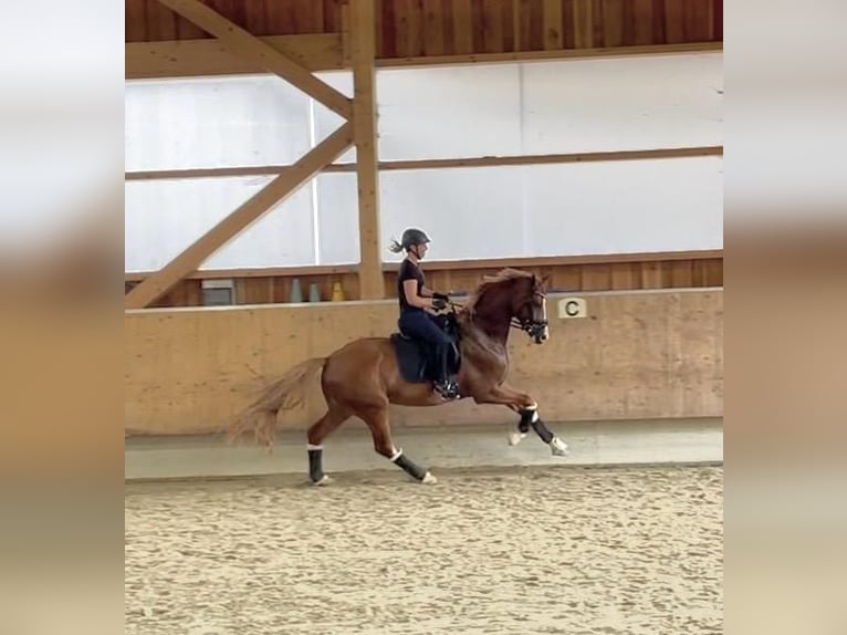 Caballo de deporte alemán Caballo castrado 4 años 170 cm Alazán in Bad Griesbach im Rottal