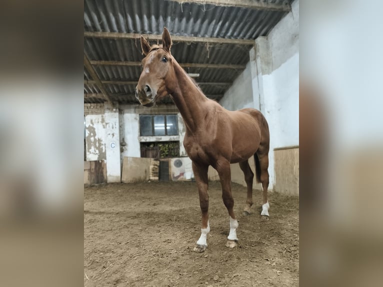 Caballo de deporte alemán Caballo castrado 4 años 170 cm Alazán in Pu