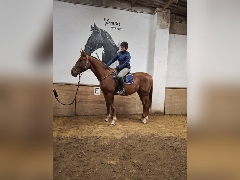 Caballo de deporte alemán Caballo castrado 4 años 170 cm Alazán in Pu