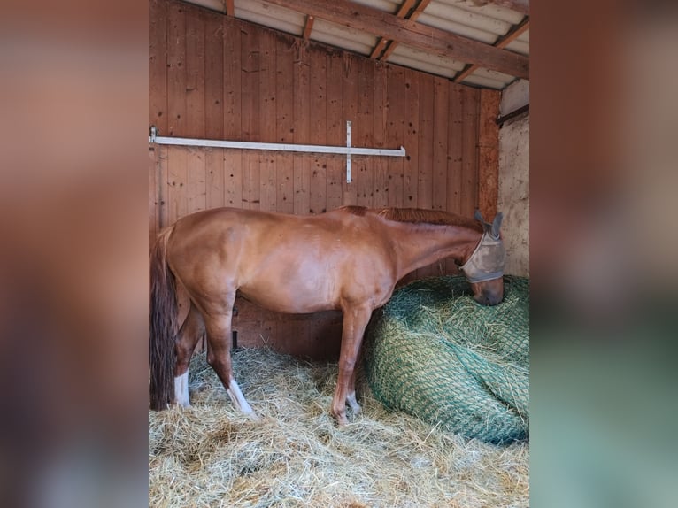 Caballo de deporte alemán Caballo castrado 4 años 170 cm Alazán in Weinheim