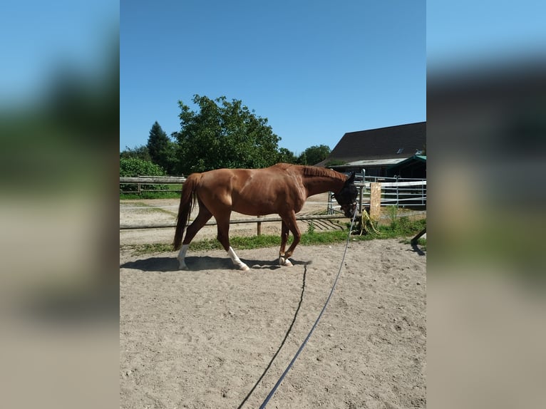 Caballo de deporte alemán Caballo castrado 4 años 170 cm Alazán in Weinheim