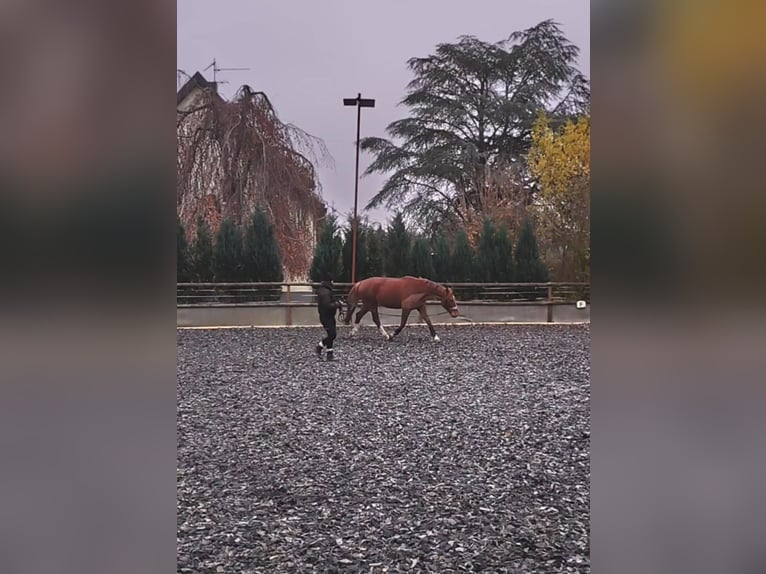 Caballo de deporte alemán Caballo castrado 4 años 170 cm Alazán in Weinheim