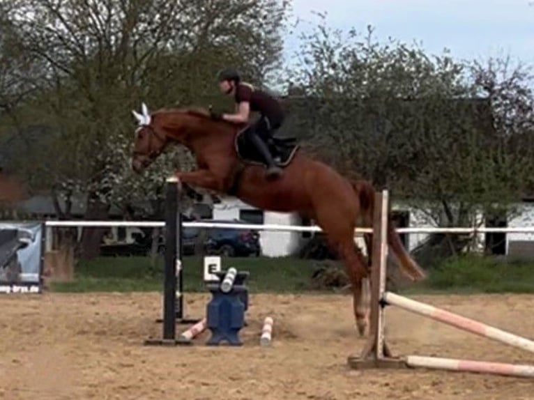 Caballo de deporte alemán Caballo castrado 4 años 170 cm Alazán in Sternberg